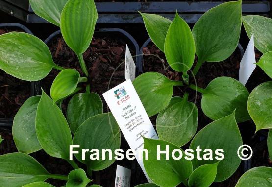 Hosta Dark Side of Paradise